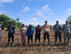Kapolsek Sungai Laur Bersama PT MBK Tanam Jagung Hibrida, Dukung Ketahanan Pangan Nasional