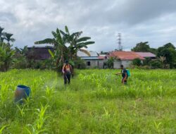 Jagung Hibrida Usia 42 Hari, Satlantas Polres Sekadau Intensifkan Perawatan Lahan Demplot