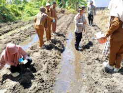 Kapolsek Matan Hilir Selatan Pimpin Penanaman Jagung Hibrida untuk Dukung Ketahanan Pangan Nasional