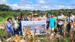 Polsek Sungai Tebelian Dukung Penuh Panen Jagung untuk Ketahanan Pangan Nasional