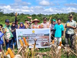 Polsek Sungai Tebelian Dukung Penuh Panen Jagung untuk Ketahanan Pangan Nasional