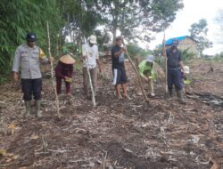 Polsek Nanga Tayap Bersama Poktan Bongang Bedulur Laksanakan Penanaman Jagung Hibrida Dukung Ketahanan Pangan Nasional