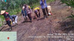 Semangat Ketahanan Pangan! Polsek Mandor Bersama KWT Dahlia Tanam Jagung di Lahan 2 Hektar