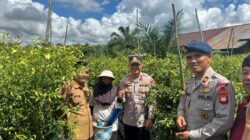 Forkopimcam dan Kelompok Tani Kompak Panen Raya Cabai di Desa Merarai 2