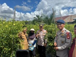 Forkopimcam dan Kelompok Tani Kompak Panen Raya Cabai di Desa Merarai 2