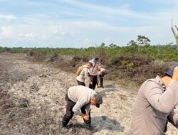 Kapolsek Tumbang Titi Bersama Anggota Laksanakan Penanaman Jagung Hibrida Dukung Ketahanan Pangan Nasional