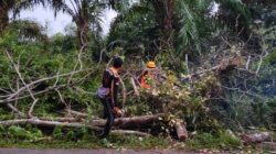 Laporan 110 Polri Direspons Cepat, Polisi dan PLN Tangani Pohon Tumbang di Sekadau Hulu