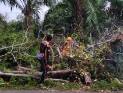 Laporan 110 Polri Direspons Cepat, Polisi dan PLN Tangani Pohon Tumbang di Sekadau Hulu