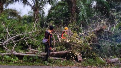 Laporan 110 Polri Direspons Cepat, Polisi dan PLN Tangani Pohon Tumbang di Sekadau Hulu