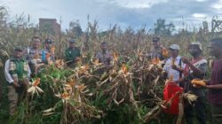 Polsek Kendawangan Bersama Poktan dan BPP Laksanakan Panen Jagung Hibrida di Desa Banjar Sari