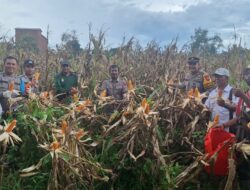Polsek Kendawangan Bersama Poktan dan BPP Laksanakan Panen Jagung Hibrida di Desa Banjar Sari