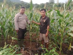 Polsek Jelai Hulu Laksanakan Pengecekan Perkembangan Tanaman Jagung Hibrida di Desa Pangkalan Suka