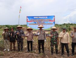 Polres Ketapang Bersama Forkopimda dan Kelompok Tani Laksanakan Panen Raya Jagung Serentak Kuartal II Tahun 2026 di Kecamatan Muara Pawan