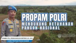 Bidpropam Polda Kalbar bersama Polres Bengkayang Panen Raya Jagung, Polri dan Masyarakat Perkuat Swasembada Pangan Nasional