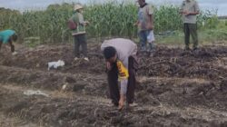 Semangat Gotong Royong Warnai Penanaman Jagung Hibrida di Balai Agung, Polisi Turut Berikan Dukungan Ketahanan Pangan