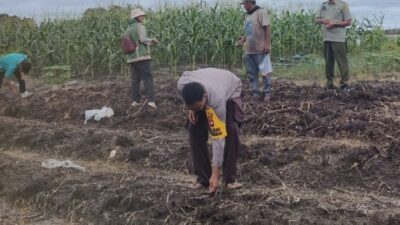 Semangat Gotong Royong Warnai Penanaman Jagung Hibrida di Balai Agung, Polisi Turut Berikan Dukungan Ketahanan Pangan