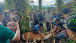 Kebersamaan Idul Adha, Personil Polsek Air Besar Bantu Kelancaran Penyembelihan Qurban