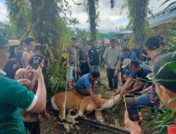 Kebersamaan Idul Adha, Personil Polsek Air Besar Bantu Kelancaran Penyembelihan Qurban
