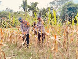 Polsek Simpang Dua Laksanakan Pemanenan Jagung Hibrida Milik Poktan Dua Makmur di Desa Semandang Kanan