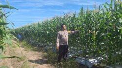 Bintara Penggerak Ketahanan Pangan Desa Tempurukan Laksanakan Pengecekan Tanaman Jagung Hibrida