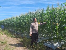 Bintara Penggerak Ketahanan Pangan Desa Tempurukan Laksanakan Pengecekan Tanaman Jagung Hibrida