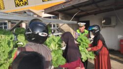 Sambut Hari Bhayangkara ke-80, Satlantas Polres Sekadau Ajak Warga Panen Sawi Hidroponik