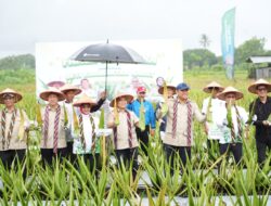 WAMENTAN DAN GUBERNUR KALBAR DORONG OPTIMALISASI BUDIDAYA LIDAH BUAYA SEBAGAI PENGGERAK EKONOMI LOKAL