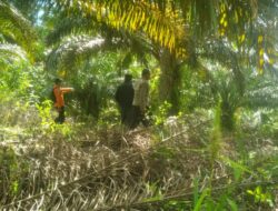 Polsek Sekadau Hulu Bersama Tim SAR Gabungan Cari Warga Ketapang yang Hilang di Perkebunan Sawit