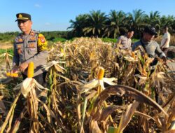 Panen Jagung Hibrida 1 Hektare, Polsek Matan Hilir Utara Dukung Program Ketahanan Pangan Nasional