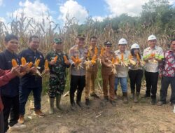 Dukung Program Ketahanan Pangan Nasional Polsek Manis Mata Panen Jagung Hibrida BUMDes Ratu Keramat di Desa Ratu Elok