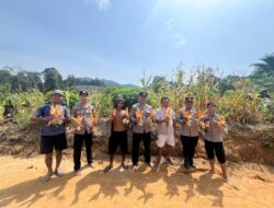 Dukung Ketahanan Pangan Nasional, Polsek Simpang Dua Hadiri Panen Jagung Hibrida Seluas 5 Hektare di Desa Semandang Kanan