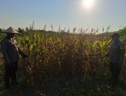 Polsek Matan Hilir Utara Dampingi Kelompok Tani Desa Kuala Satong Panen Jagung Hibrida Dukung Ketahanan Pangan
