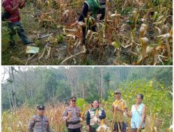 Sinergi Polsek dan BPP Dorong Ketahanan Pangan, Panen Perdana Jagung Sebangki Capai 2 Ton